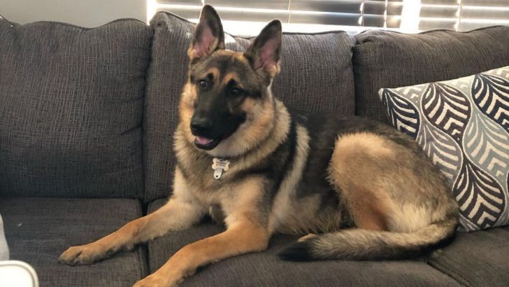 A Saddleback German Shepherd Is Uncommonly Common