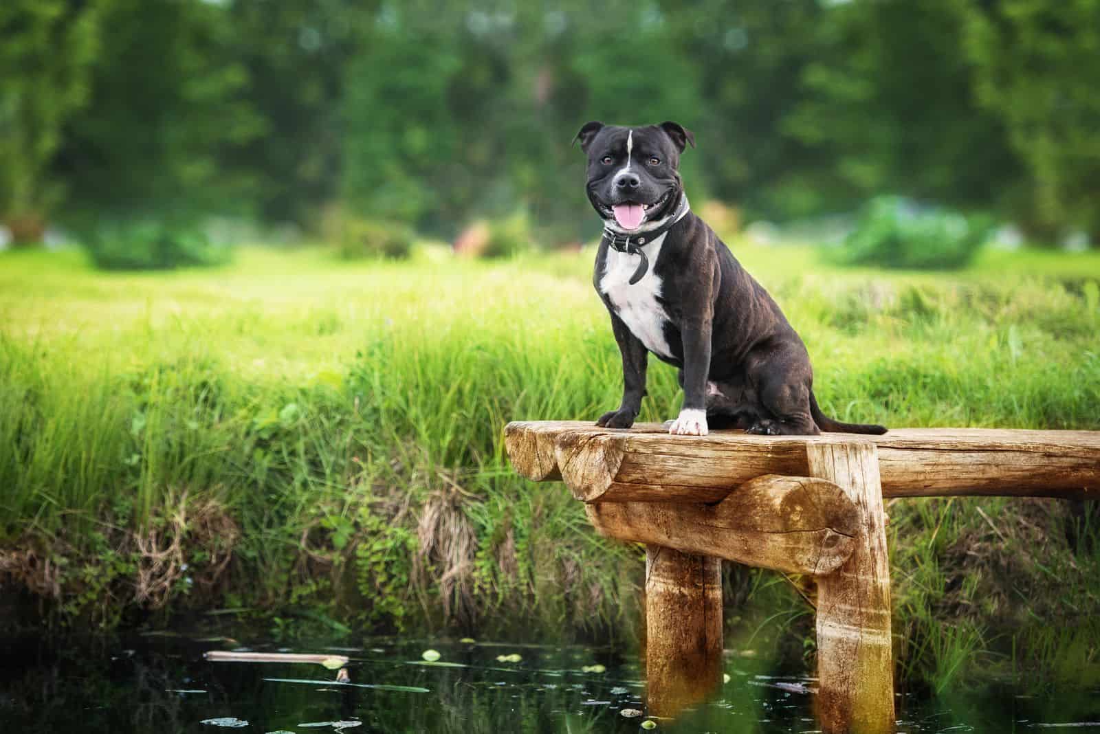 A Staffordshire Bullterrier sitting on a pier