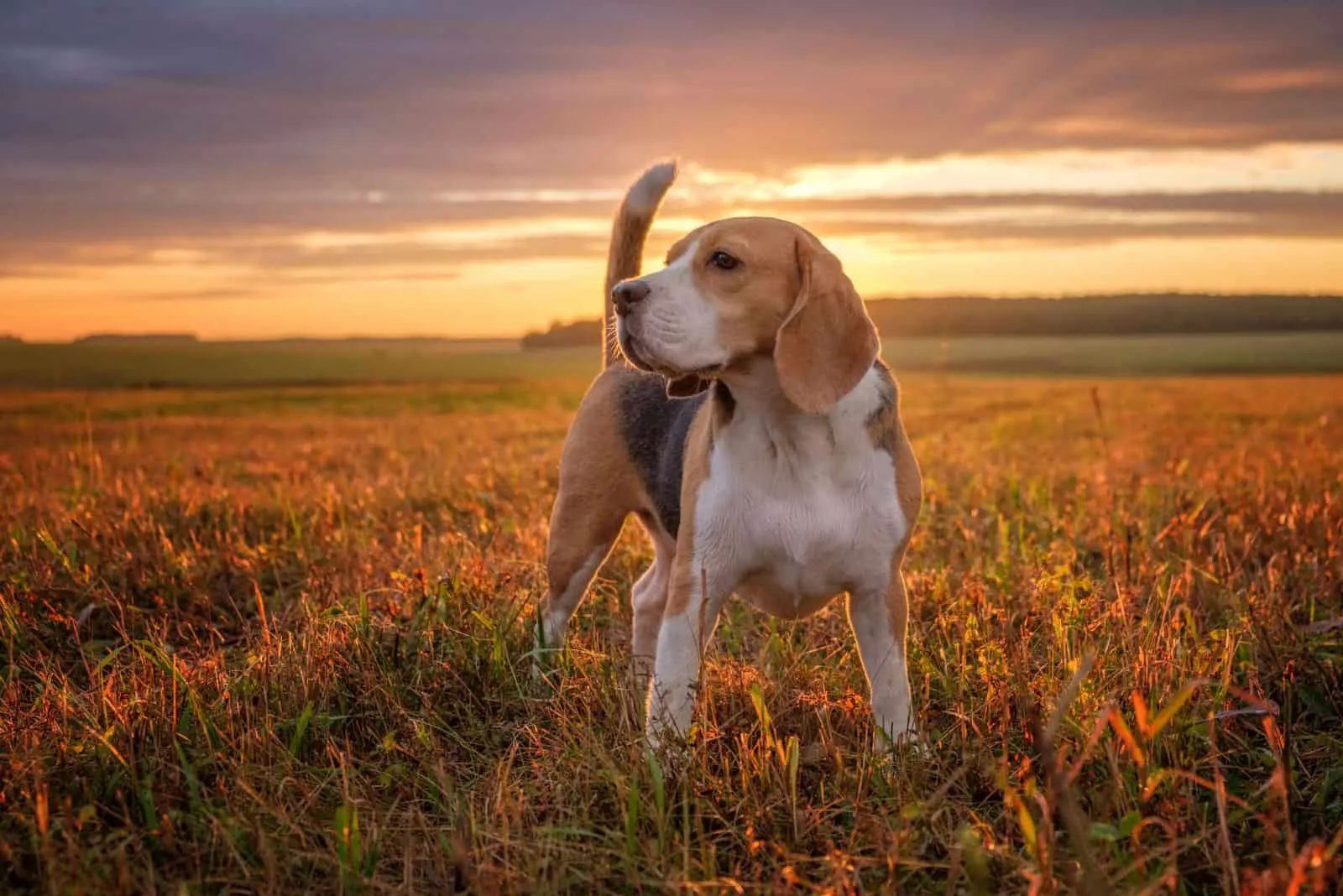 A beagle stands in a field during sunset