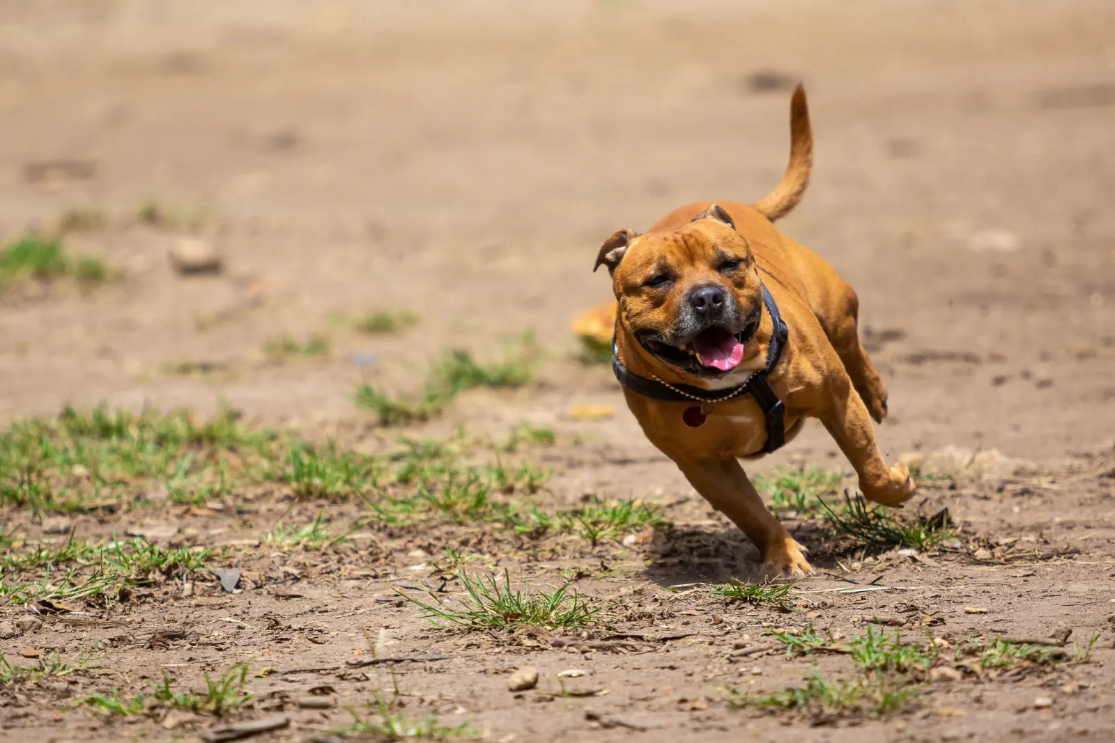 A beautiful brown Pitbull running and having fun in a park.