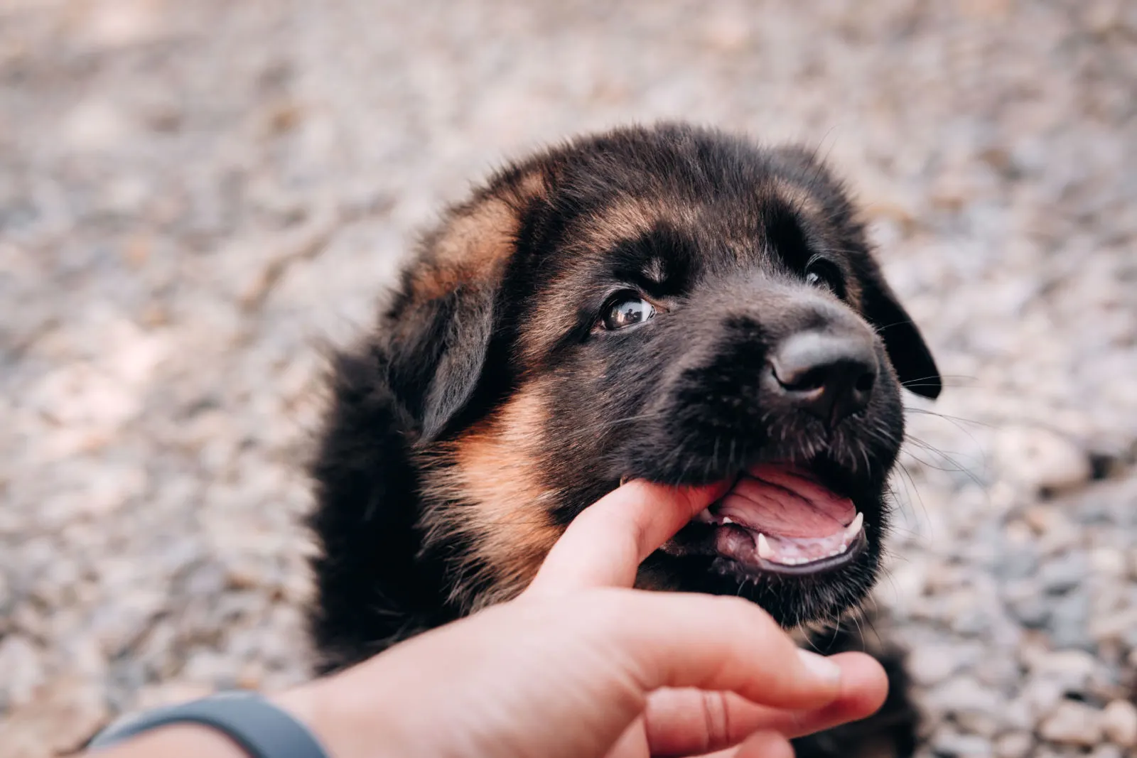 A beautiful little black - and-red German shepherd puppy bites a person's fingers