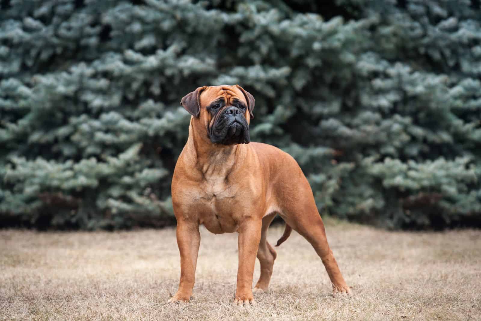 A bullmastiff is standing in a field