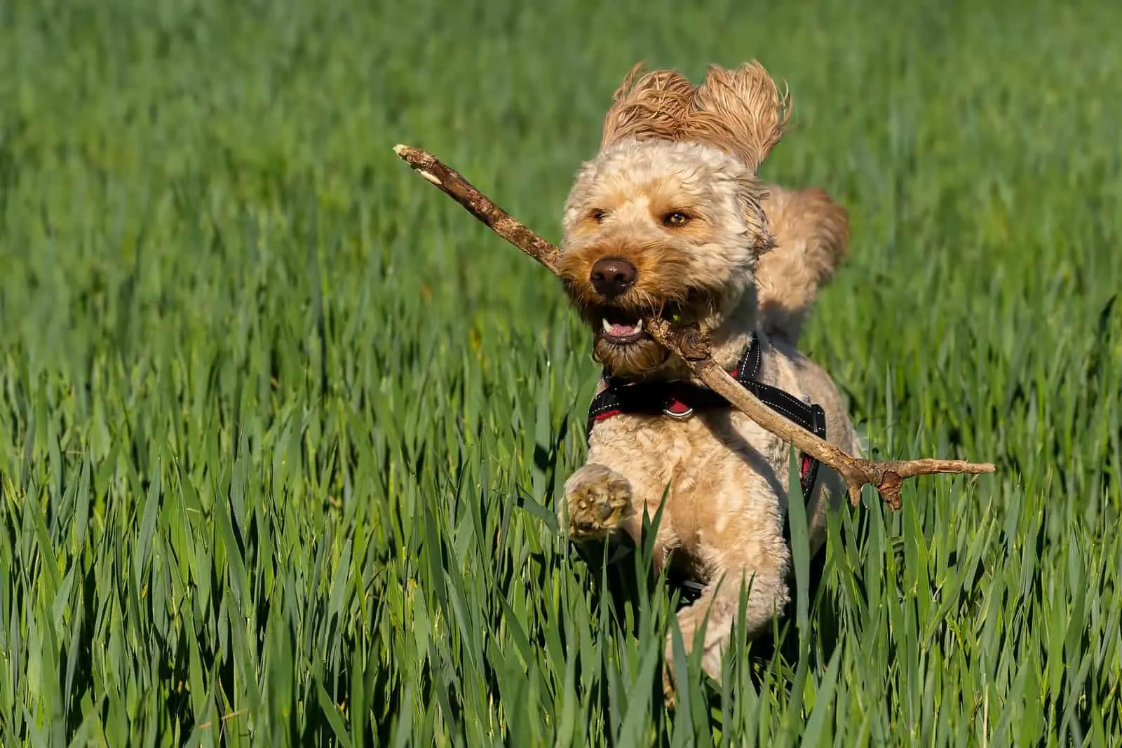 A closeup shot of the Labradoodle running in the field with wooden stick in its mouth