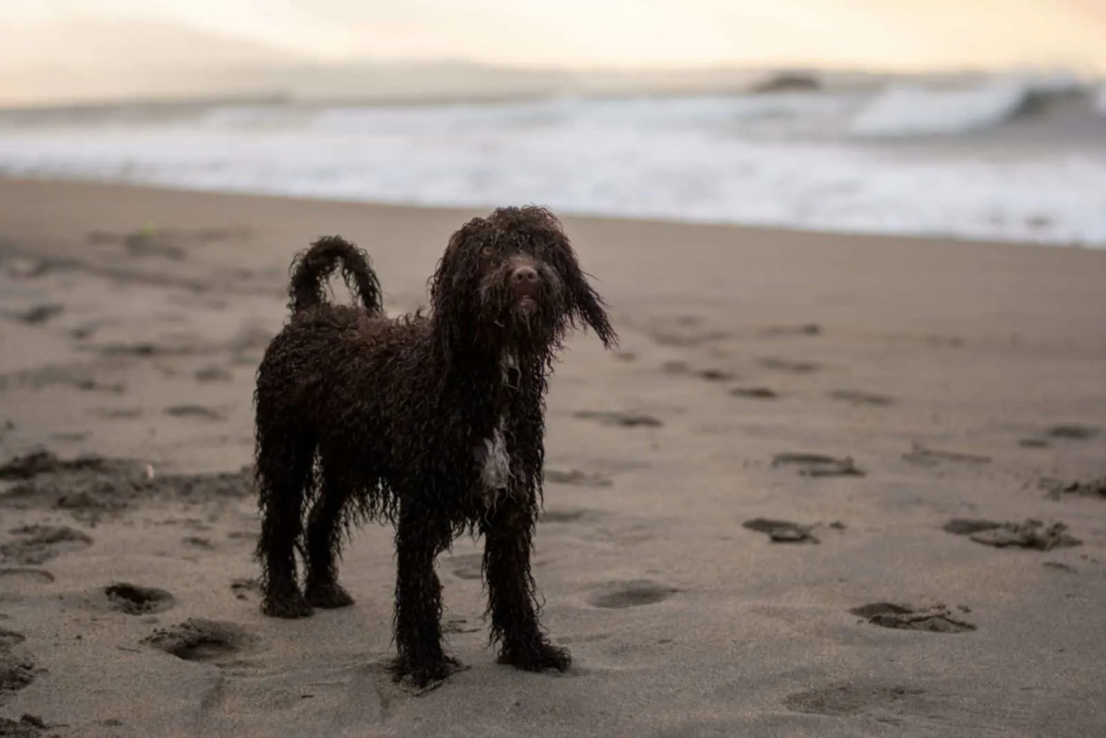 A cute Irish Water Spaniel on the sand beach by the ocean at golden sunset