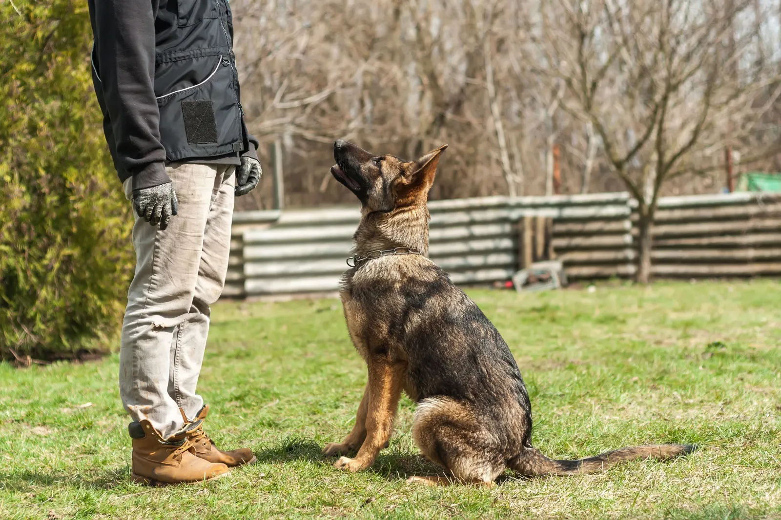 A german shepherd puppy trained by a dog trainer in a green environment at a sunny springtime.
