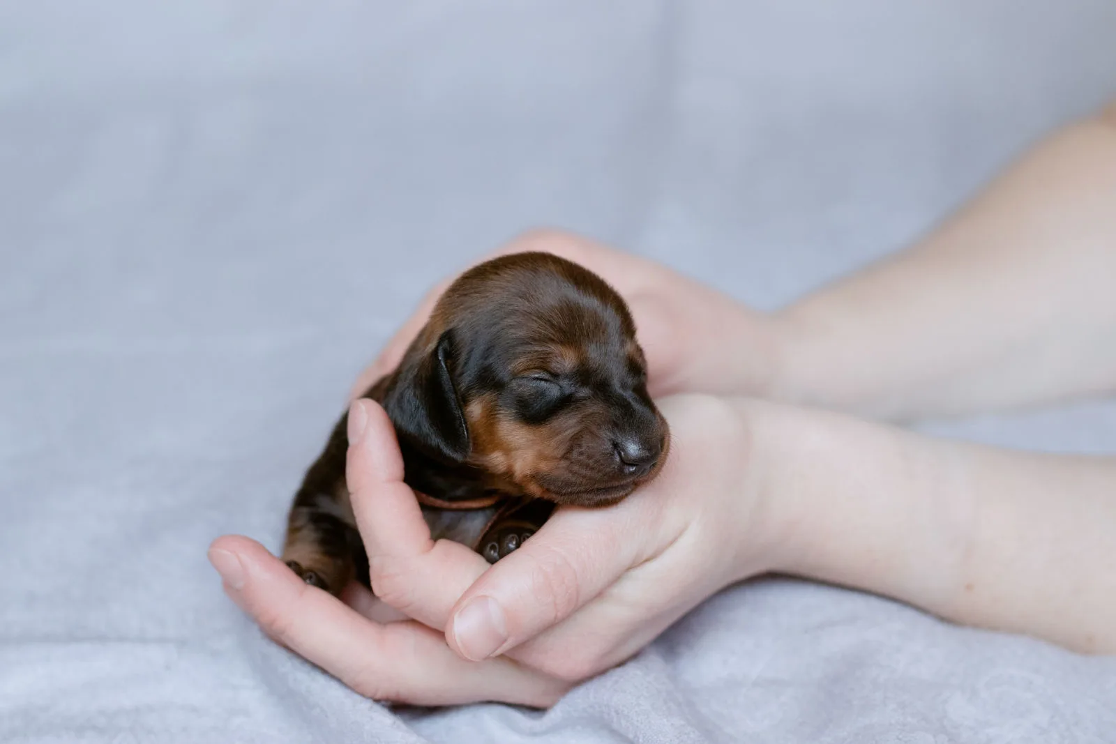 A newborn dachshund puppy is held in owner's hands