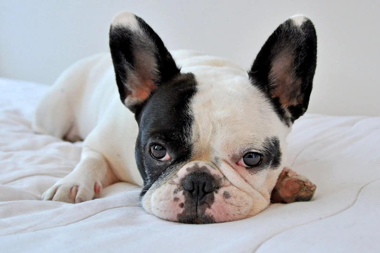 A pied colored French Bulldog rests comfortably on a bed
