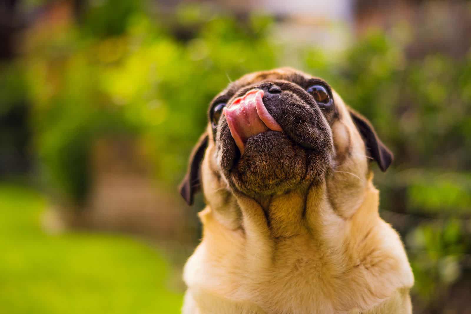 A pug licks the air outdoors