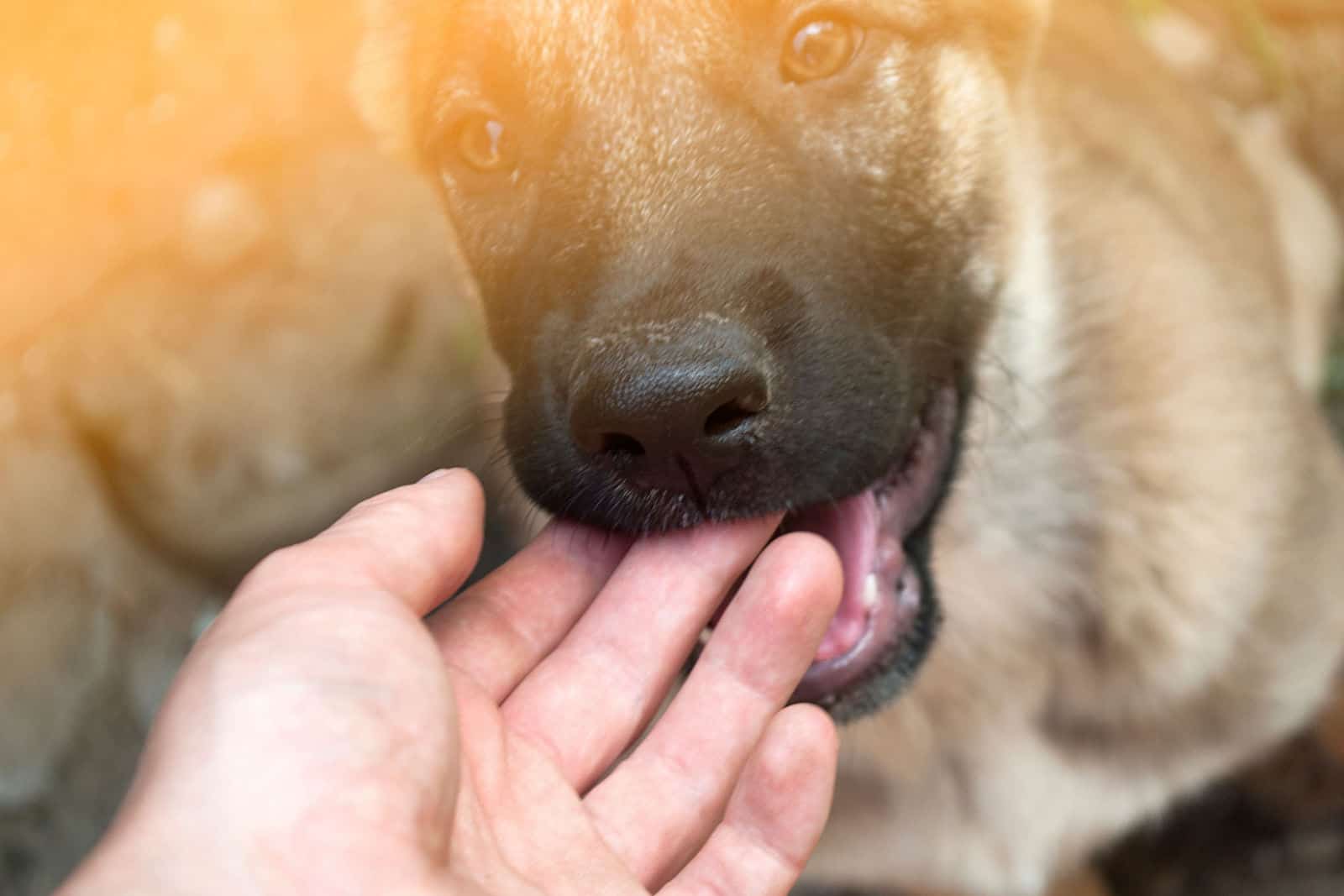 A small German shepherd puppy plays and bites a woman's finger.