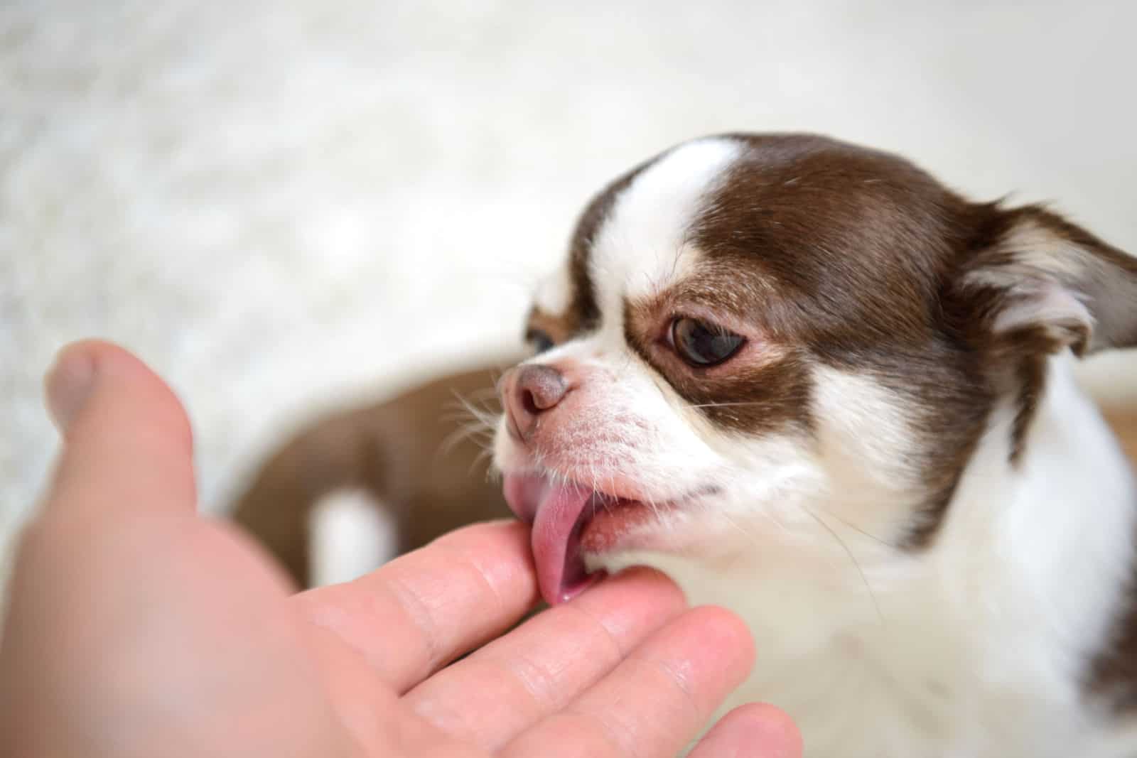 A small dog of the chihuahua breed licks its tongue the palm of the owner.