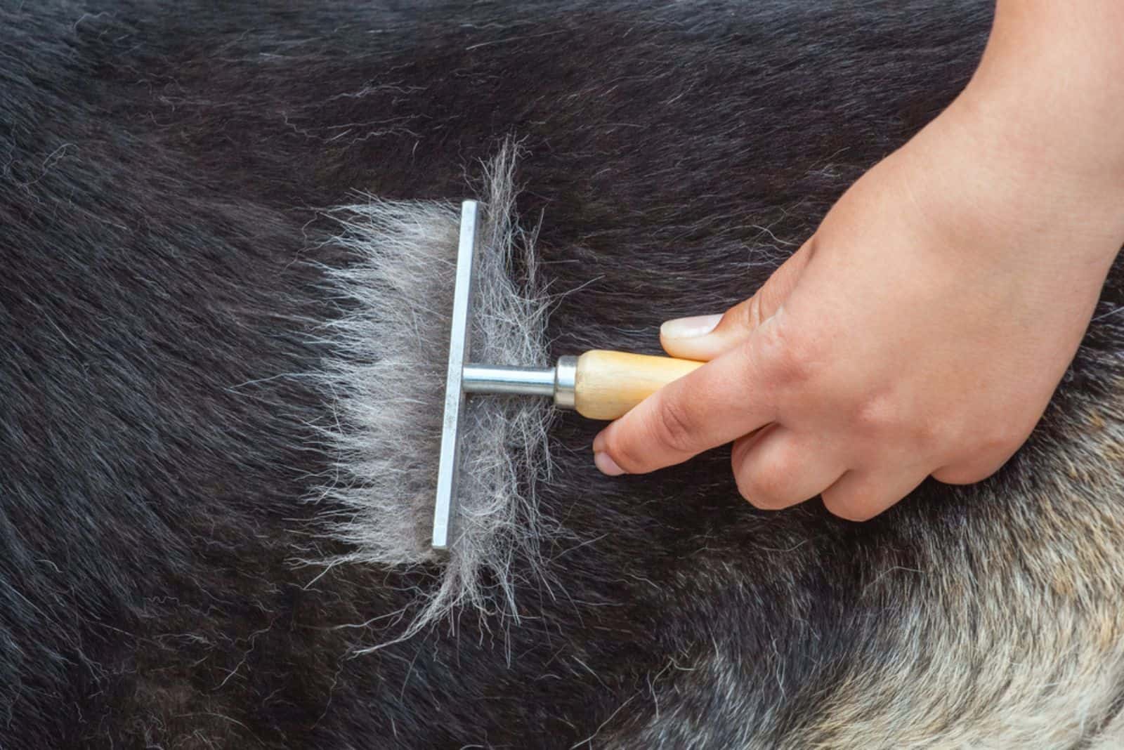A veterinarian combs a German shepherd dog with a metal comb.