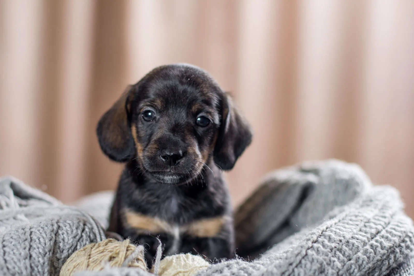 Adorable Dachshund Puppy - 5 weeks