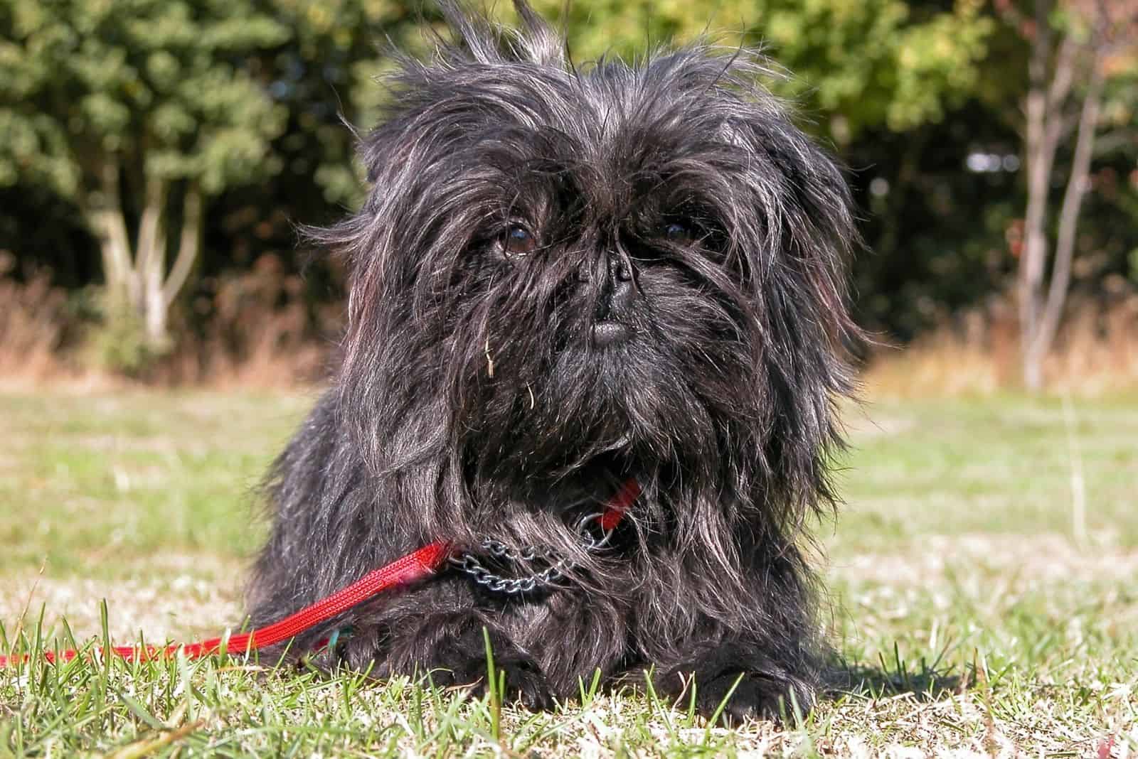 Affenpinscher lies on the grass