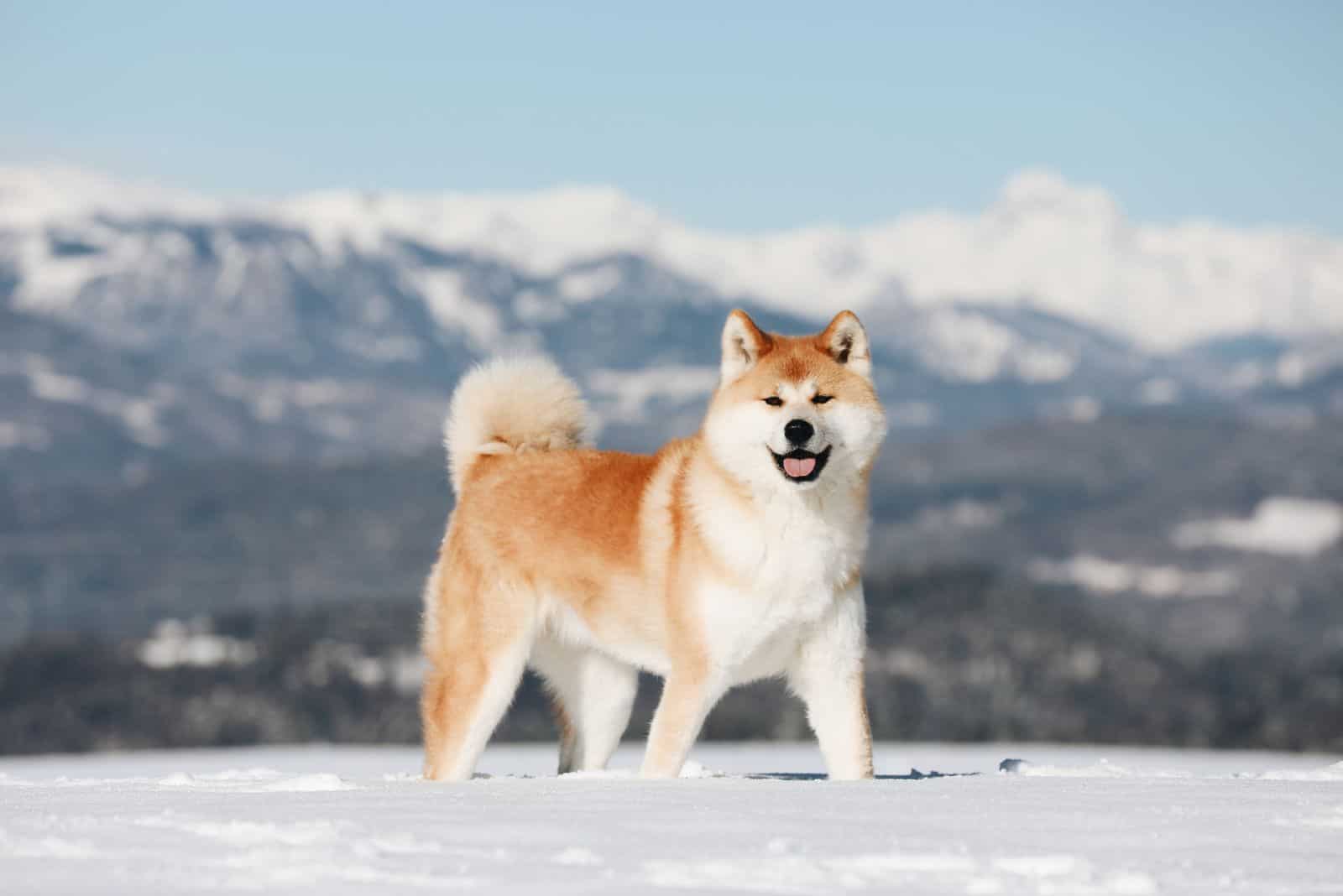 Akita dog standing on snow