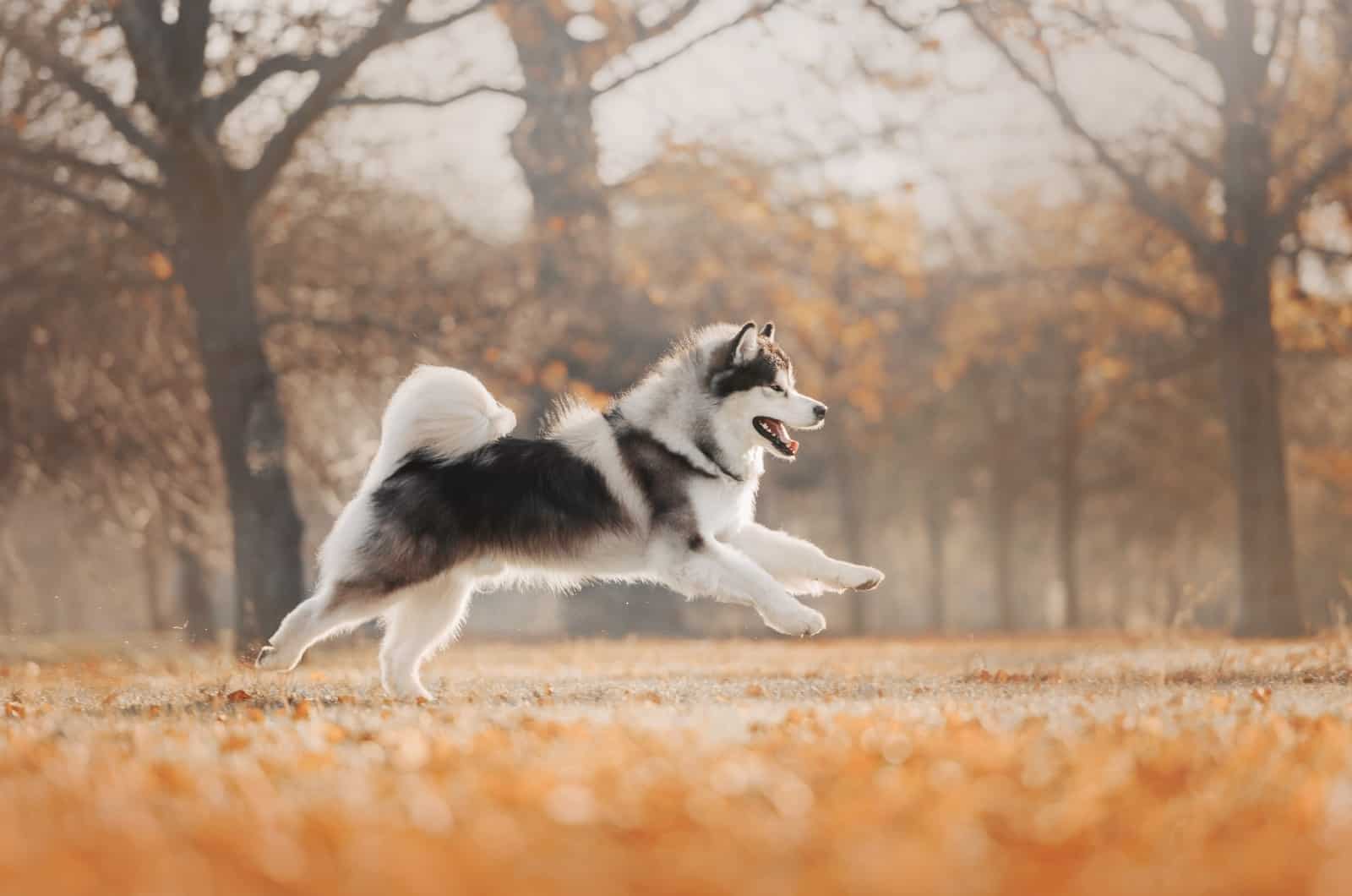 Alaskan Malamute running outside