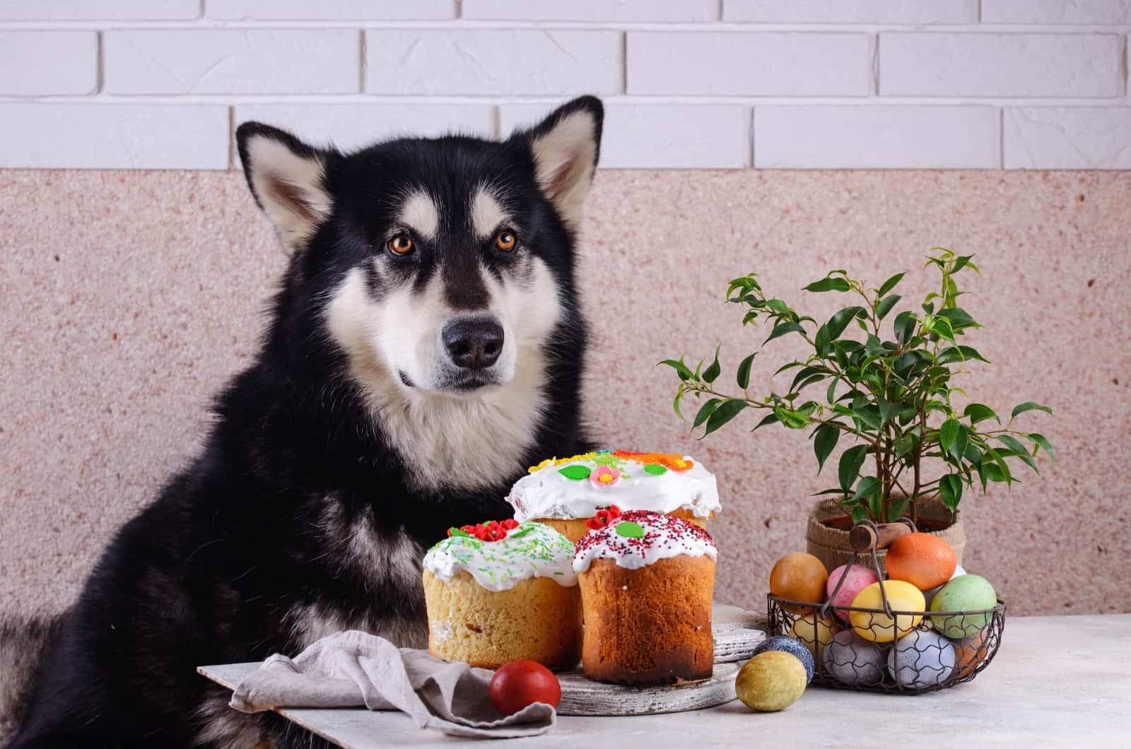 Alaskan Malamute sitting by cake