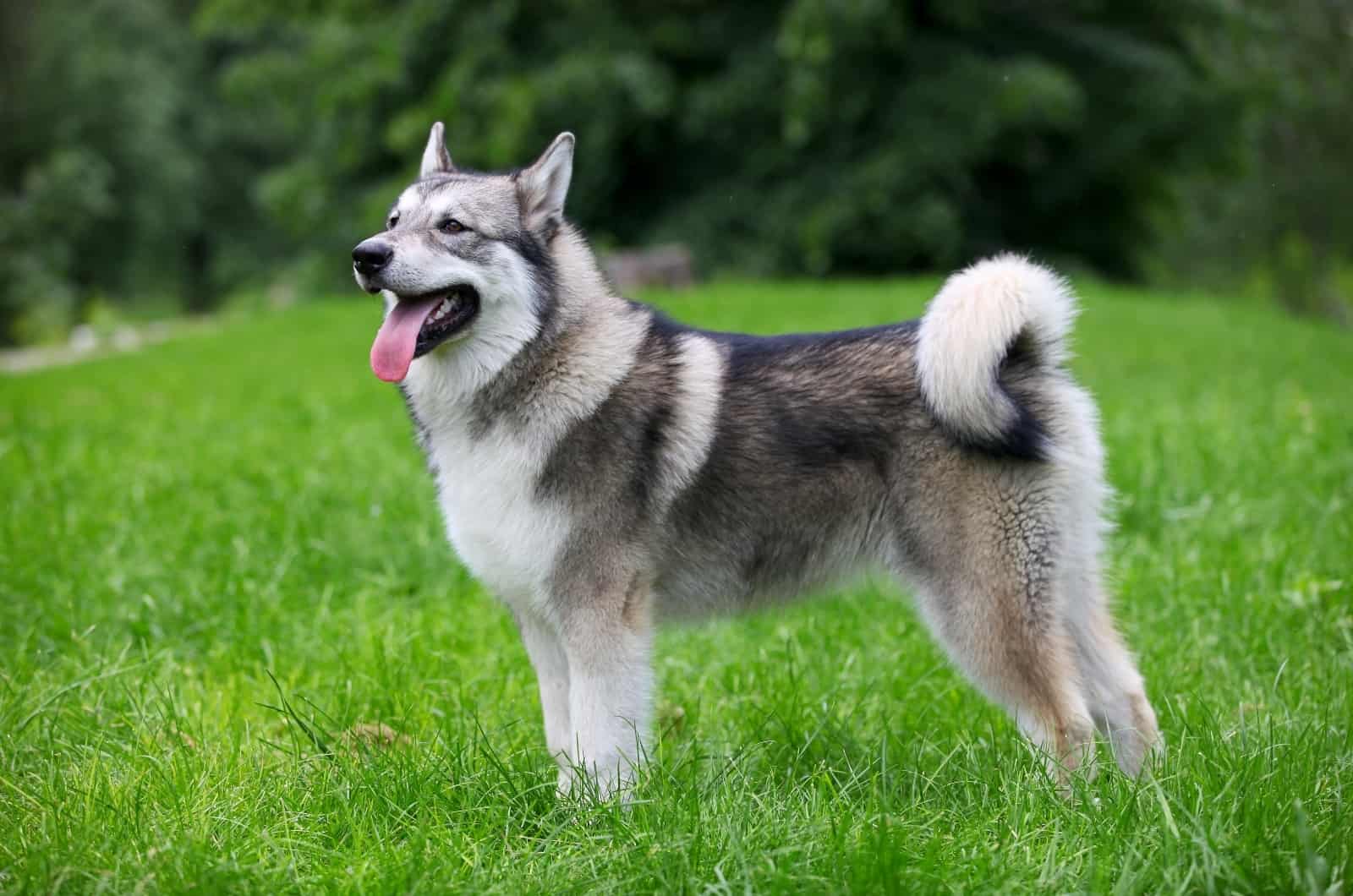 Alaskan Malamute  standing on grass