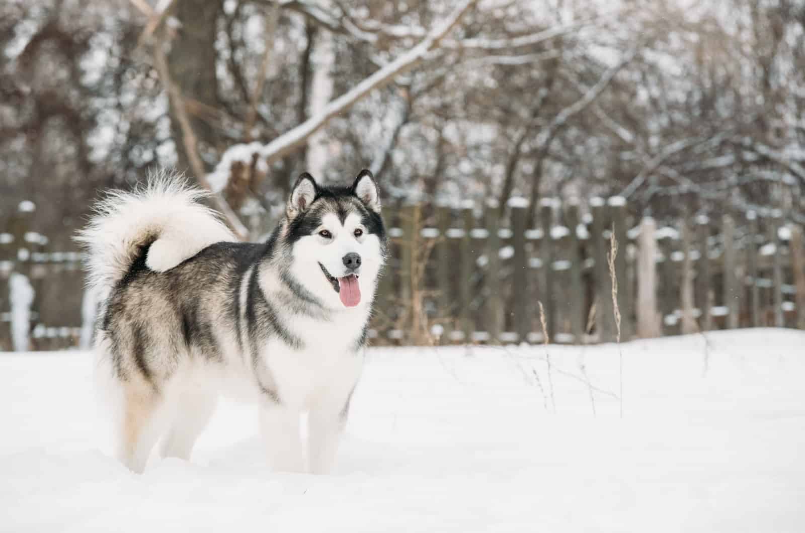 Alaskan Malamute standing on snow