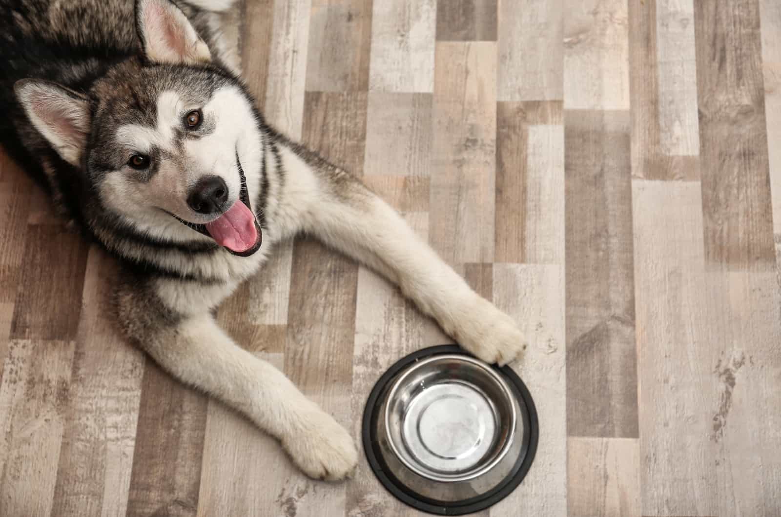 Alaskan Malamute waiting for food