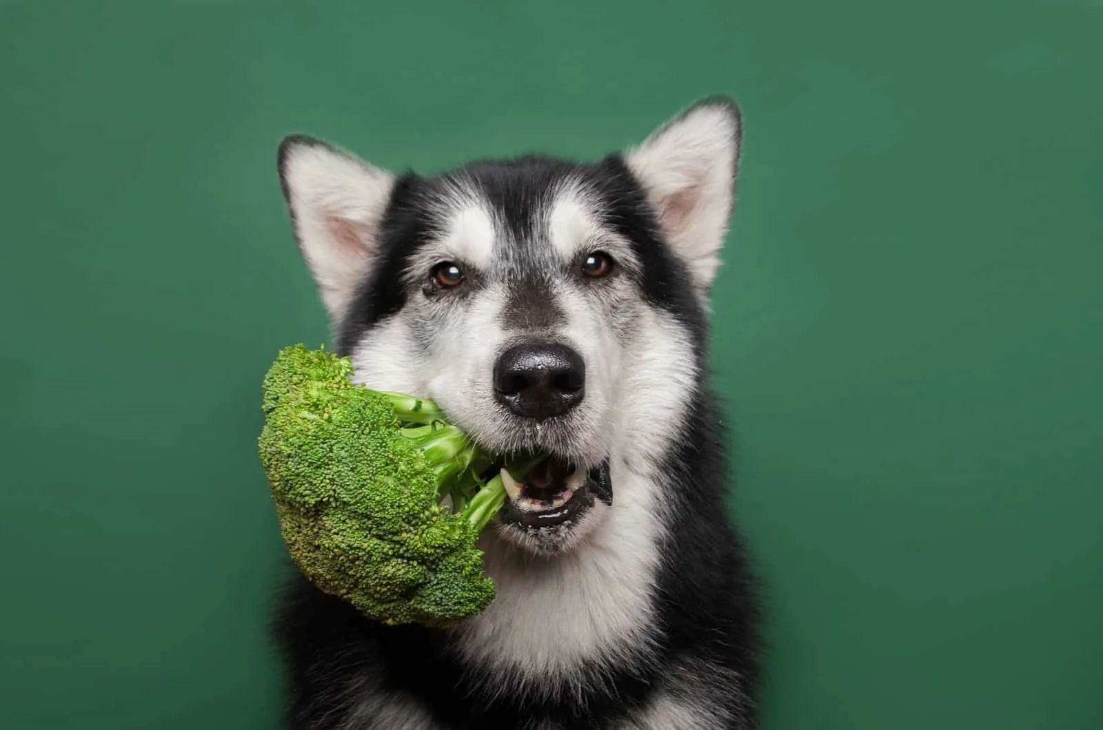 Alaskan Malamute with food in mouth