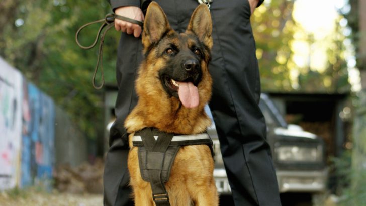 All 32 German Shepherd Working Titles Explained
