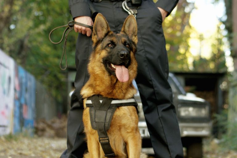 Police officer with his german shepherd dog