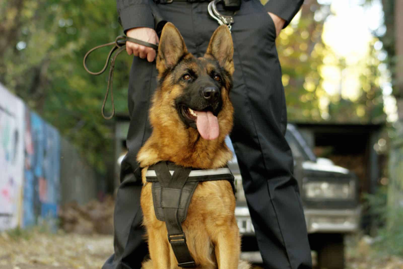 All 32 German Shepherd Working Titles Explained