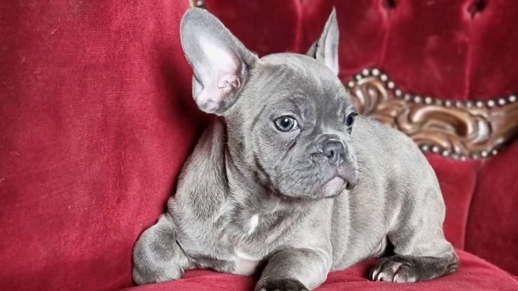 All About The Beautiful Blue Brindle French Bulldog