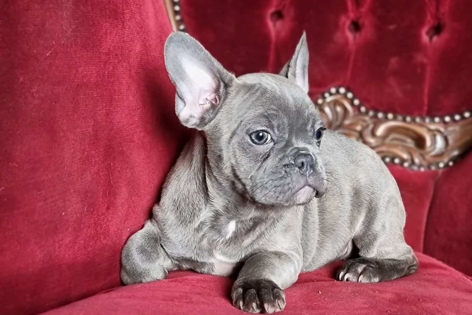 a blue Brindle French Bulldog is lying on the couch and resting