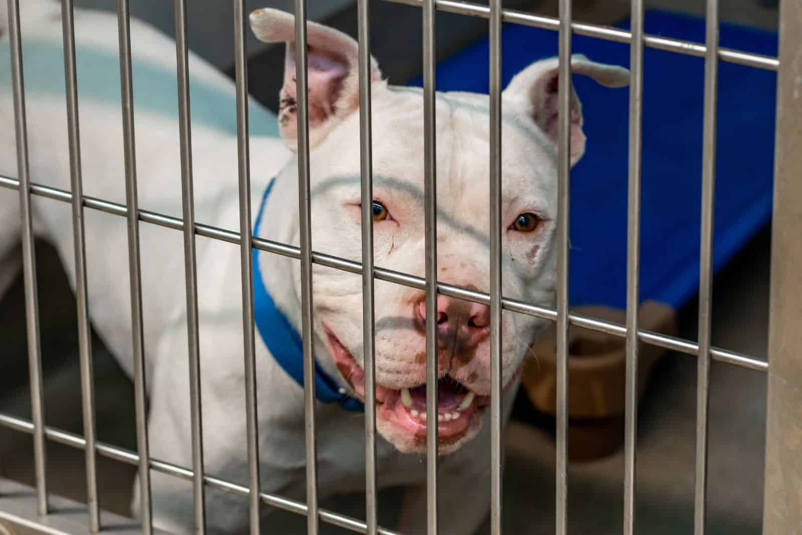 American Staffordshire Pitbull Terrier at the shelter