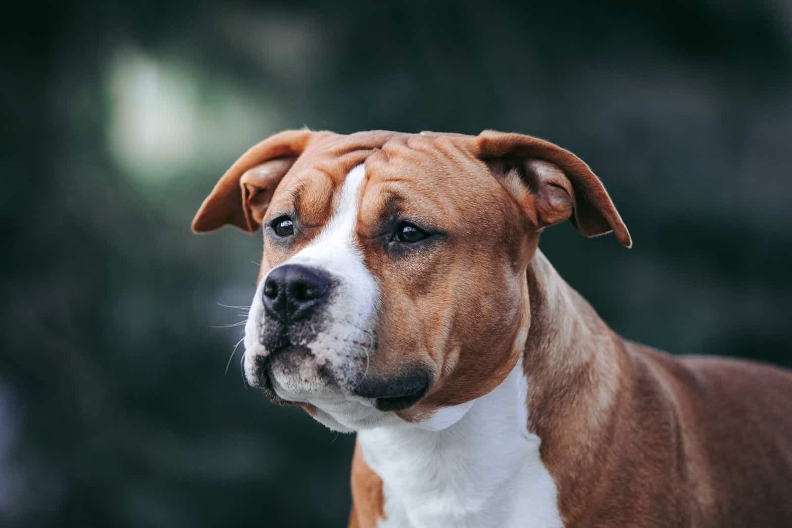 American staffordshire terrier dog posing outside.