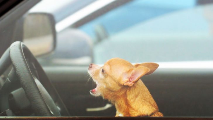 These Are 3 Proven Methods To Stop Your Chihuahua From Barking