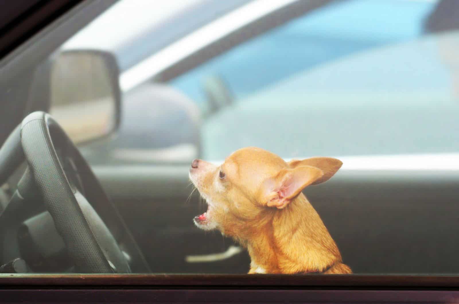 angry chihuahua in a car barking