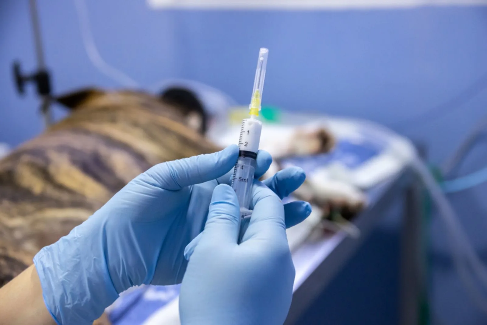 Anesthetic drug in syringe for preinduction for a dog surgery