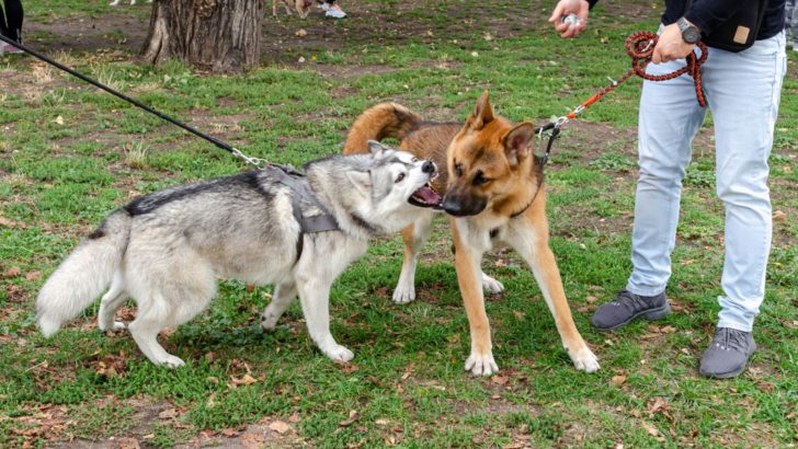 Another Dog Attacked My Dog While Walking, What Should I Do?