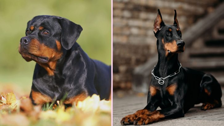 Are Dobermans And Rottweilers Related: Hidden Canine History