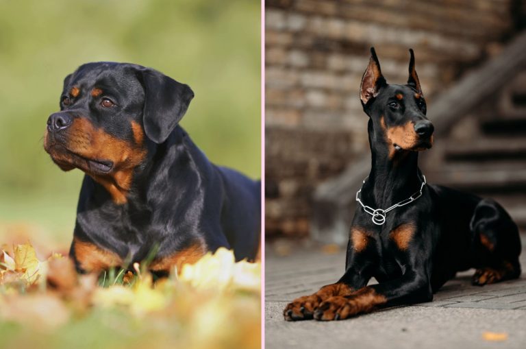 Doberman And Rottweiler
