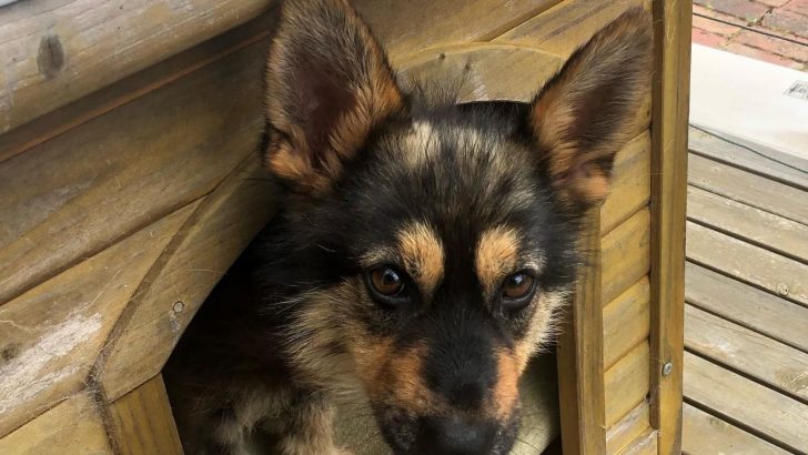 Do Dwarf German Shepherds Even Exist?
