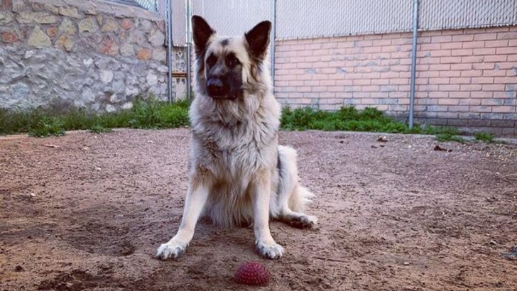 Are Old-World German Shepherds A Real Dog Breed?
