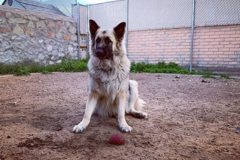old-world German Shepherd sitting on the sand