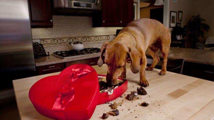 Are Products That Contain Xylitol Dangerous For Dogs?