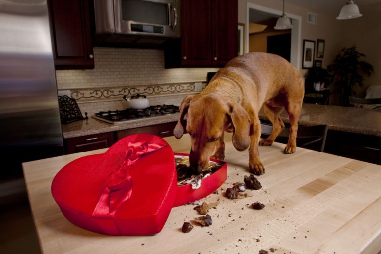 the dog eats chocolate on the table