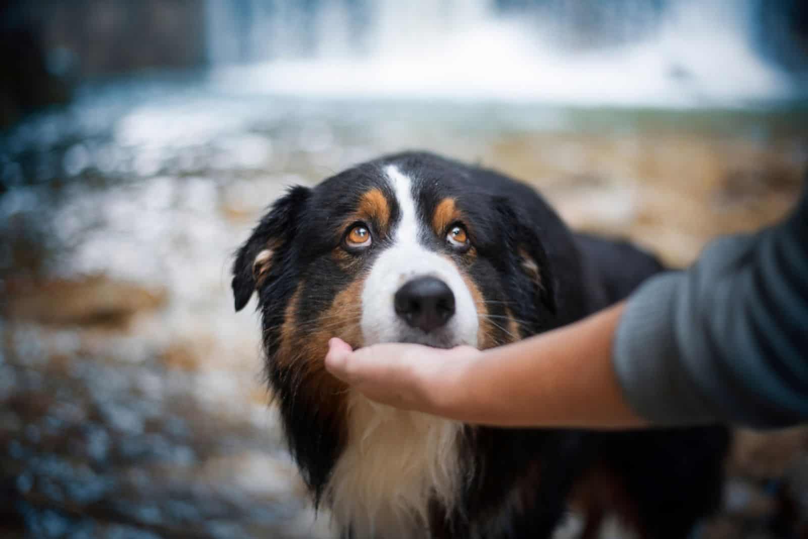 8 Arguments For Why Does My Australian Shepherd Follow Me Everywhere