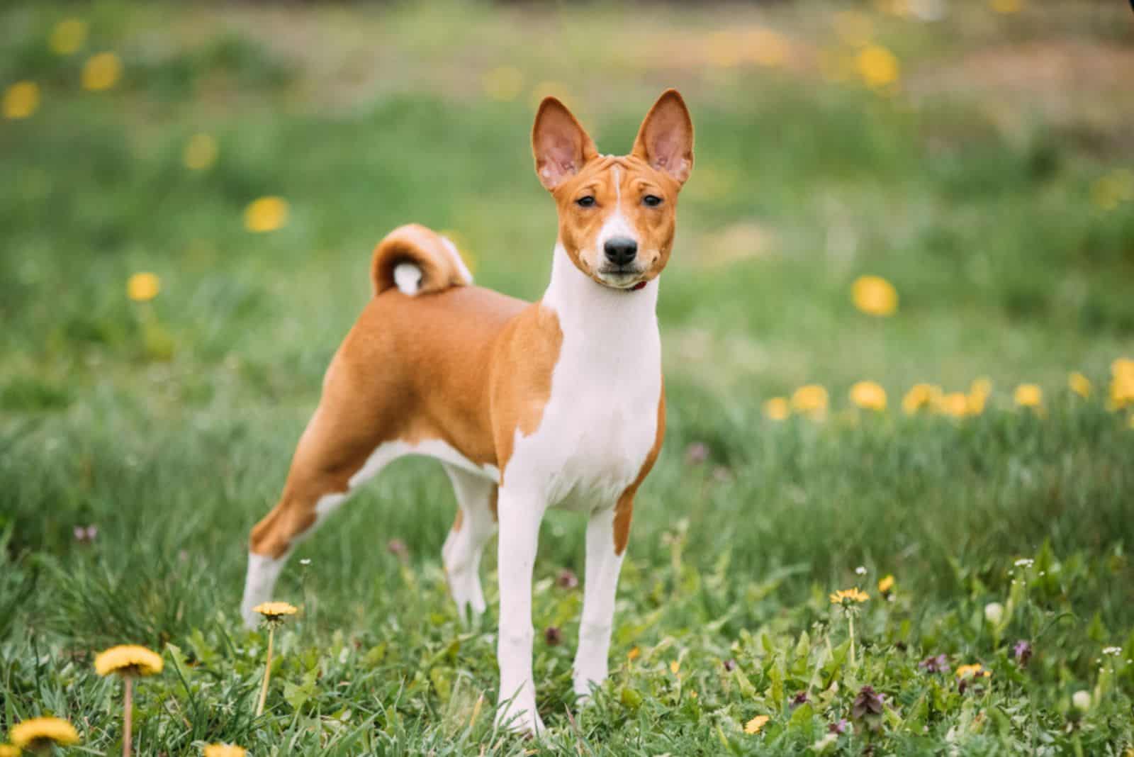 Basenji dog in a field
