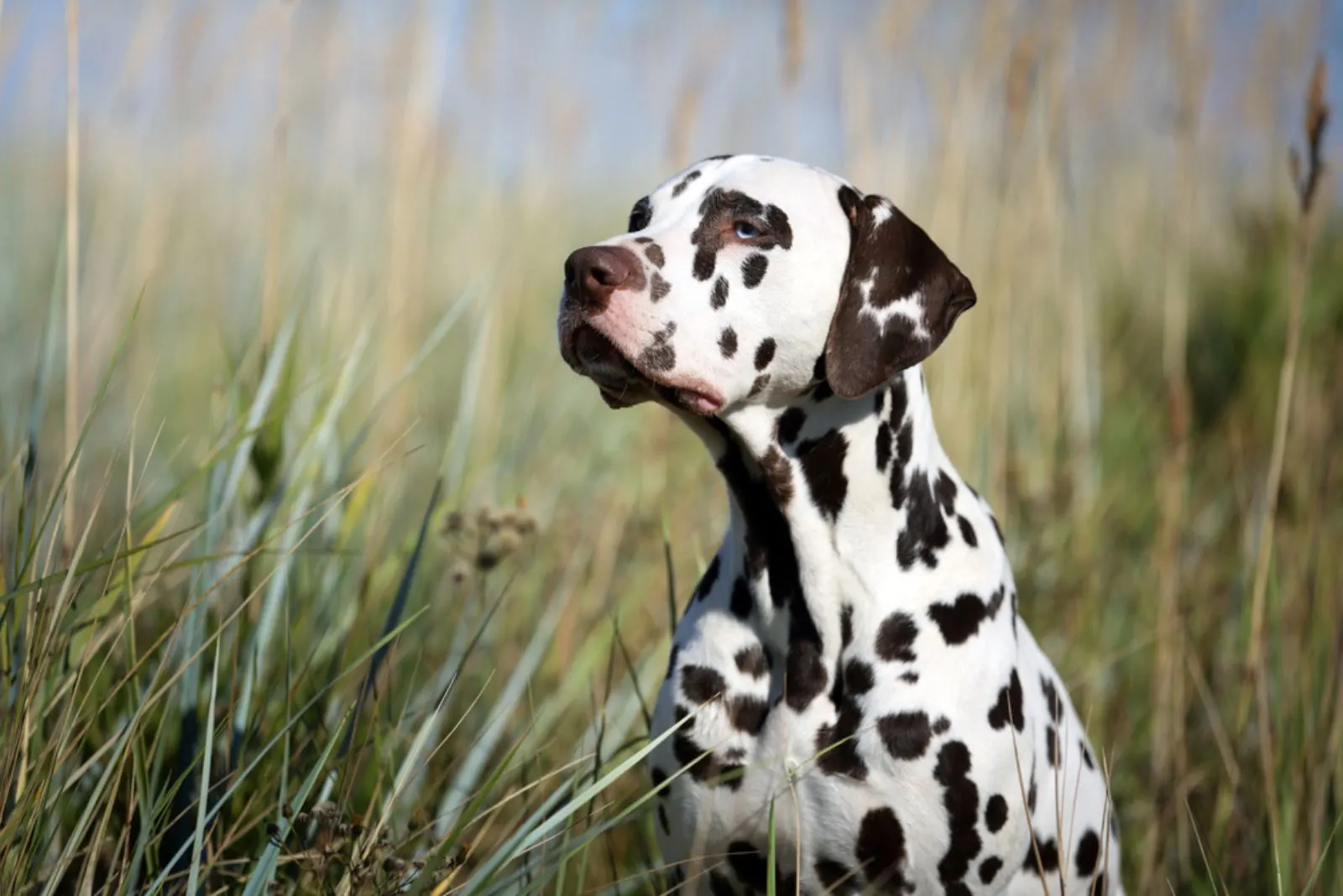 Beautiful Dalmatian dog in the grass