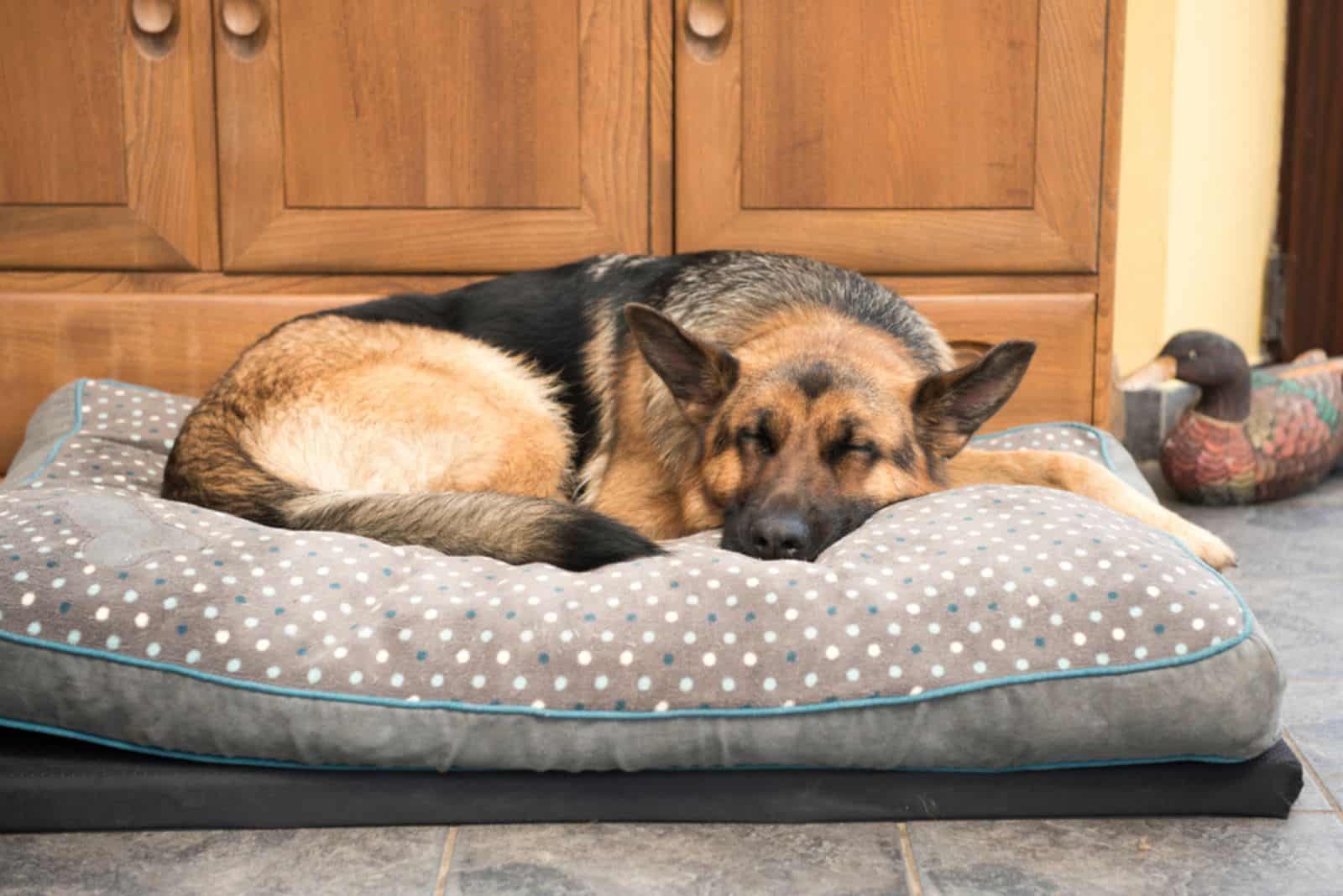 Beautiful German Shepard dog sleeping in a comfy bed