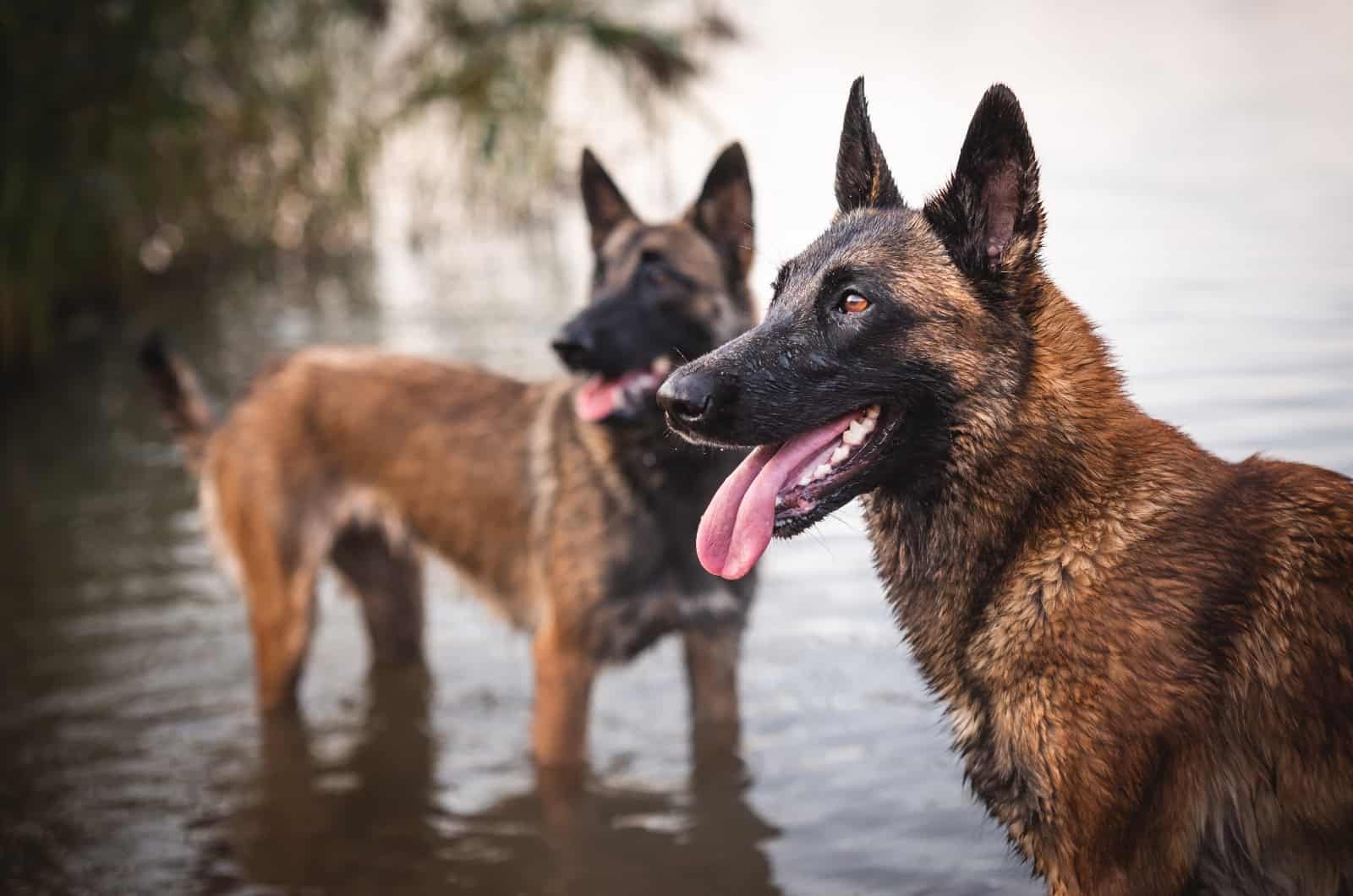 Belgian Malinois dogs standing in water