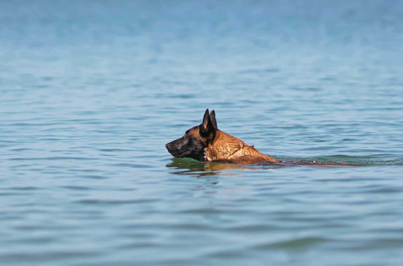 Belgian Malinois swimming in water