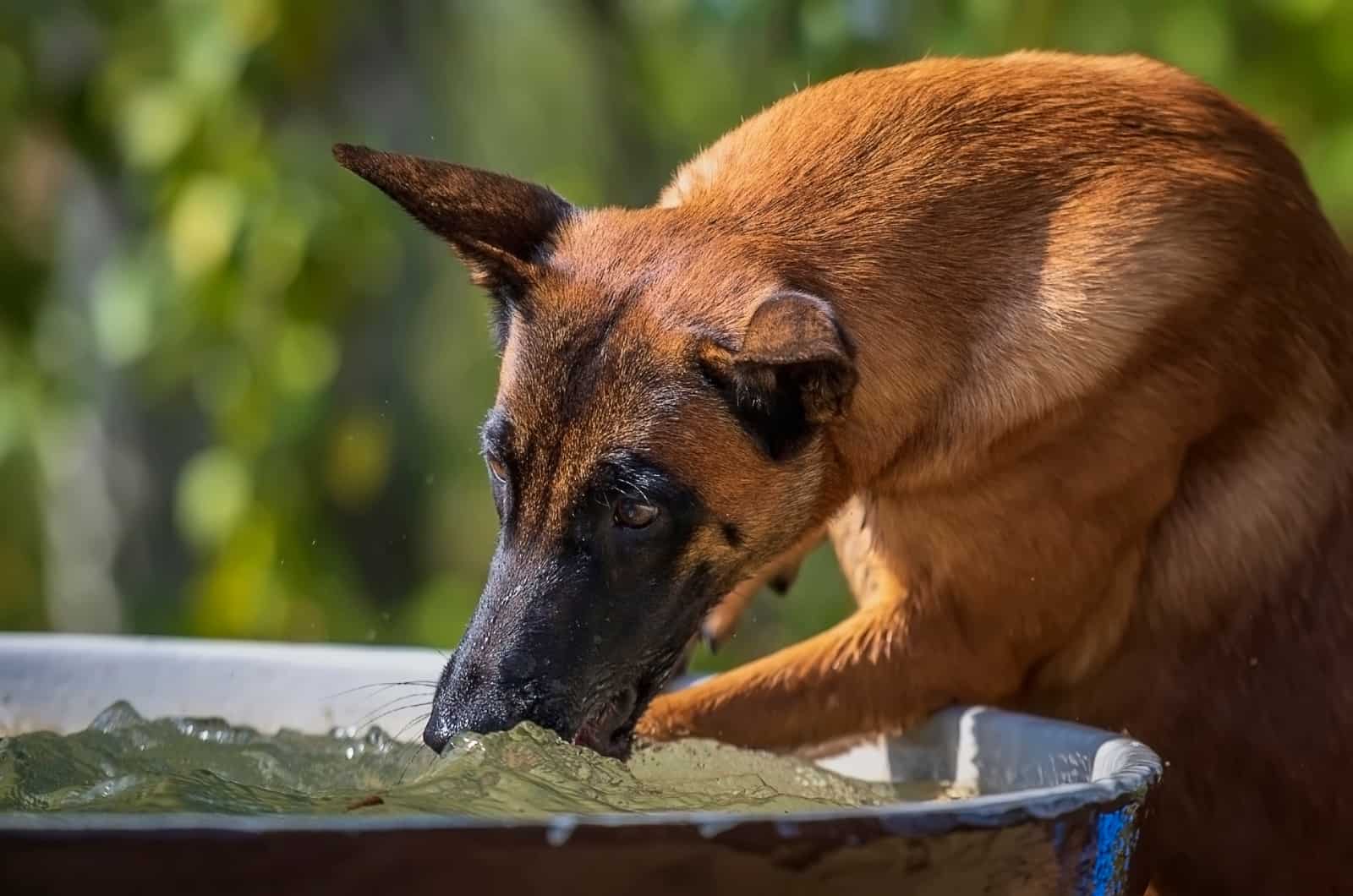 Belgian Malinois testing water