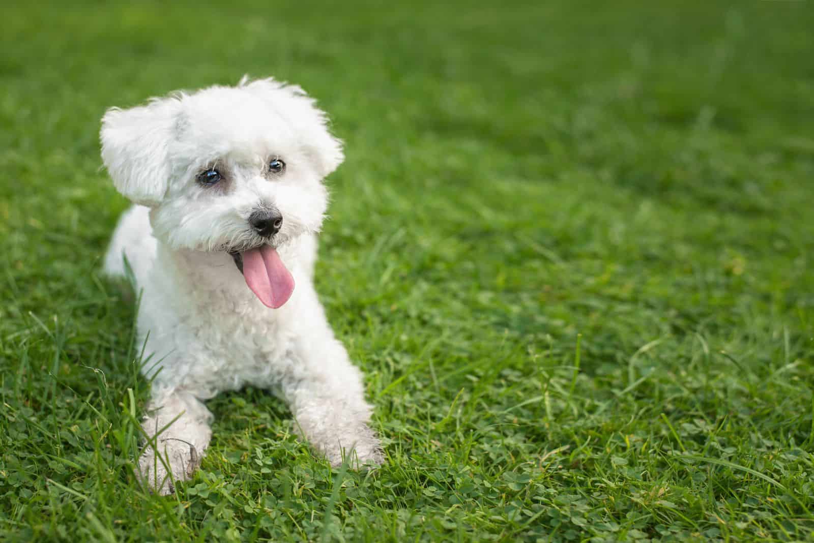 Bichon Frize lies with its tongue out